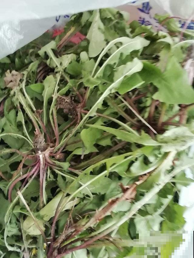 春天野菜蹭蹭冒，房前屋后都在长，半袋子就能炒盘菜
