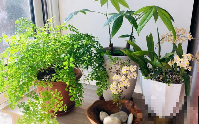 有一个超级喜欢养花的老婆，是种怎样的体验？