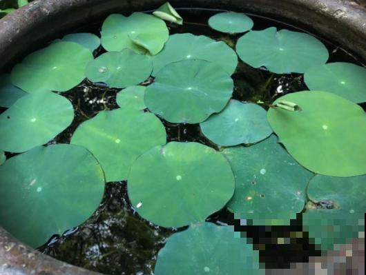 春天适合种一盆碗莲，浇多少水都没事，开花香远益清！