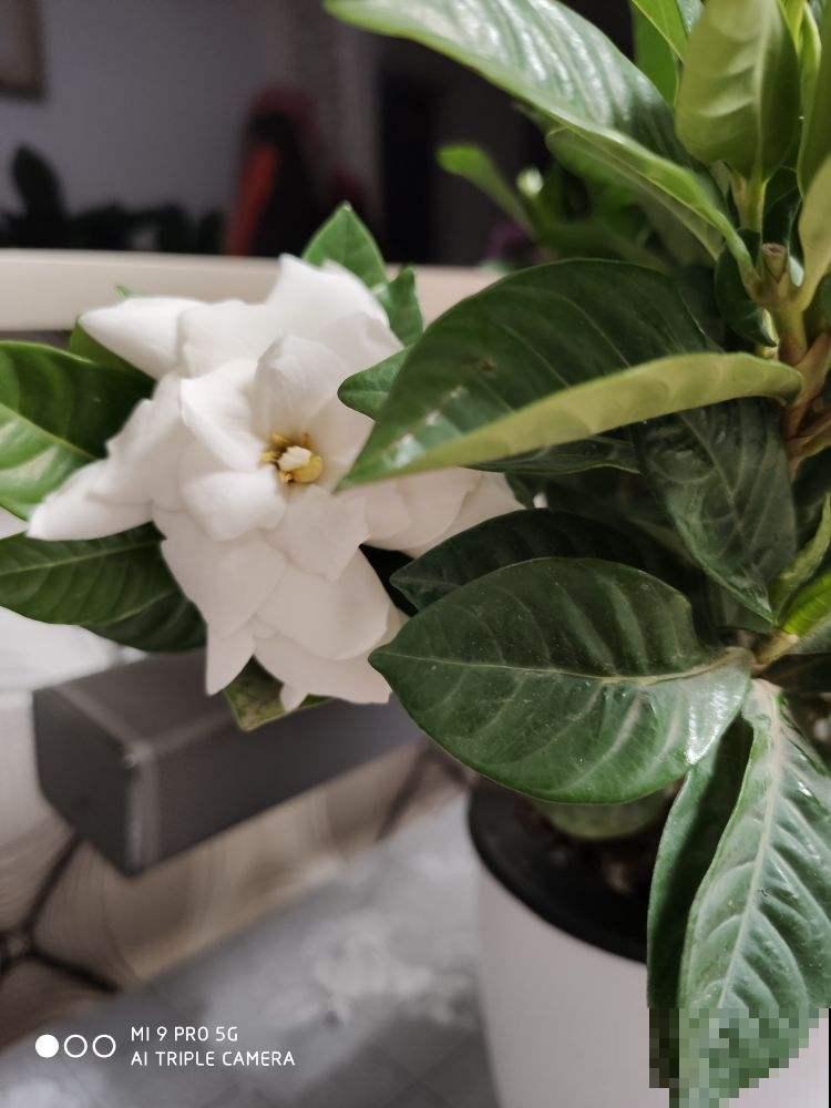 最爱“吃醋”的花，给它喝点醋才高兴，越喝叶子越油亮