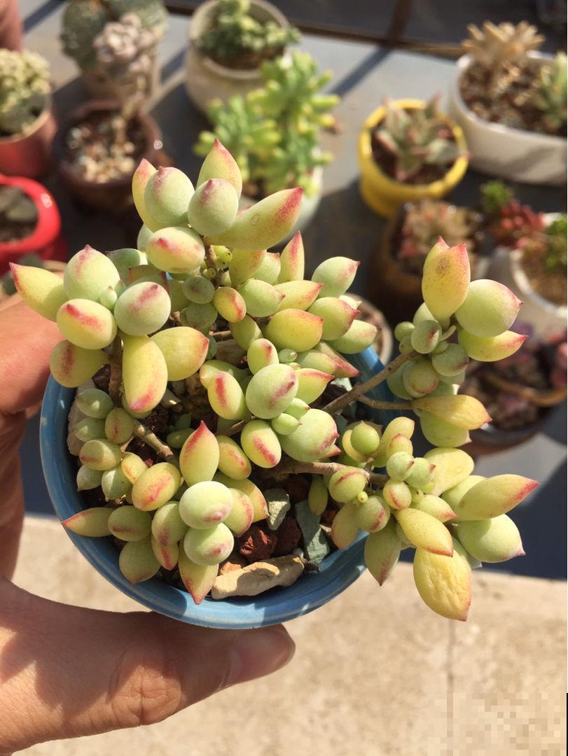 养这花浇水得注意，不能浇到叶子上，否则叶子烂精光