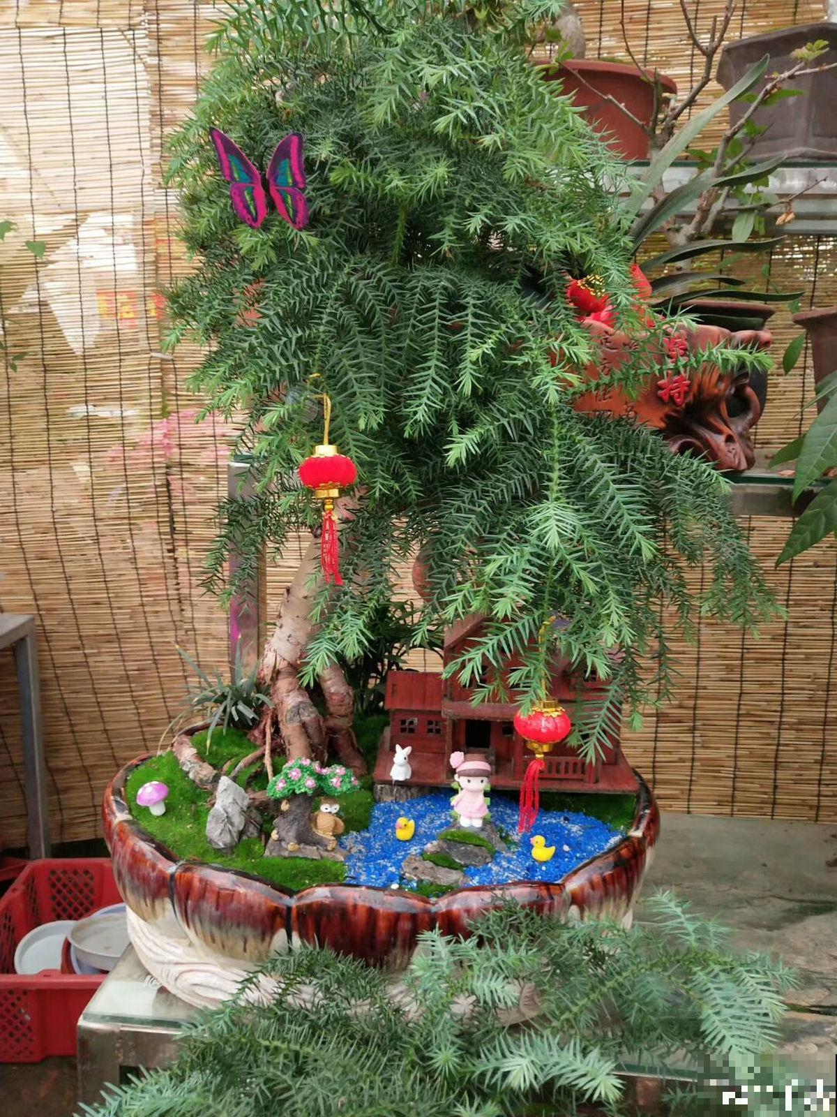 花市买花要会“挑”，挑对了开花一大片，整个春天有花看！