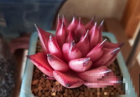家里光照不好，给多肉加个补光灯，一个月就红彤彤！