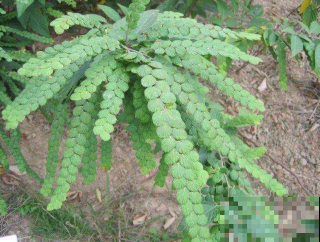 这野草长得好奇怪，一根枝条两种叶，而且还有大作用！