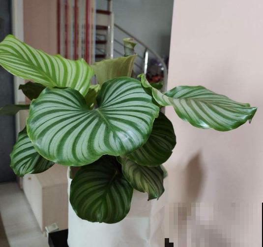 盘点我淘汰的各种花，当初花钱买了，后来含泪放弃……