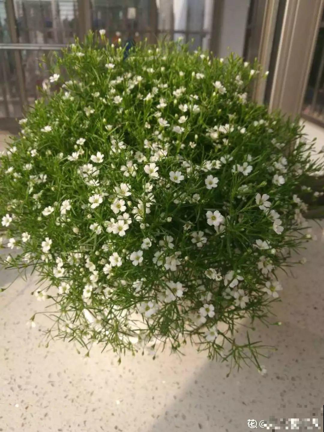 这花特好养，撒一把丢土里，冒出一堆新芽！