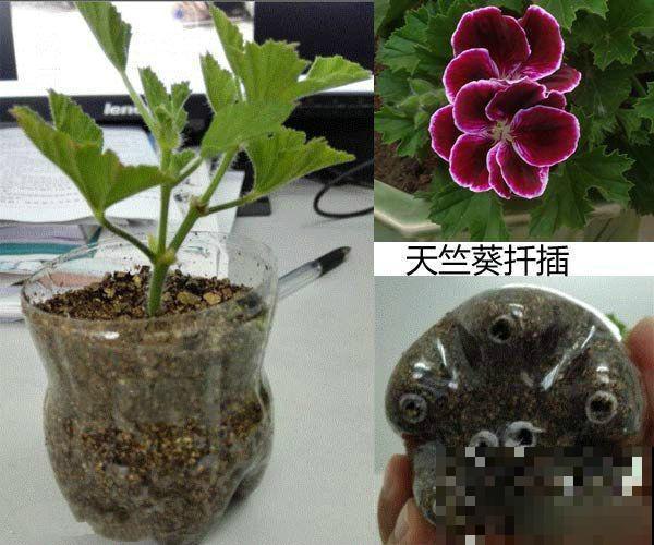 家里的塑料瓶别扔，春天扦插枝条，一天繁殖30盆！