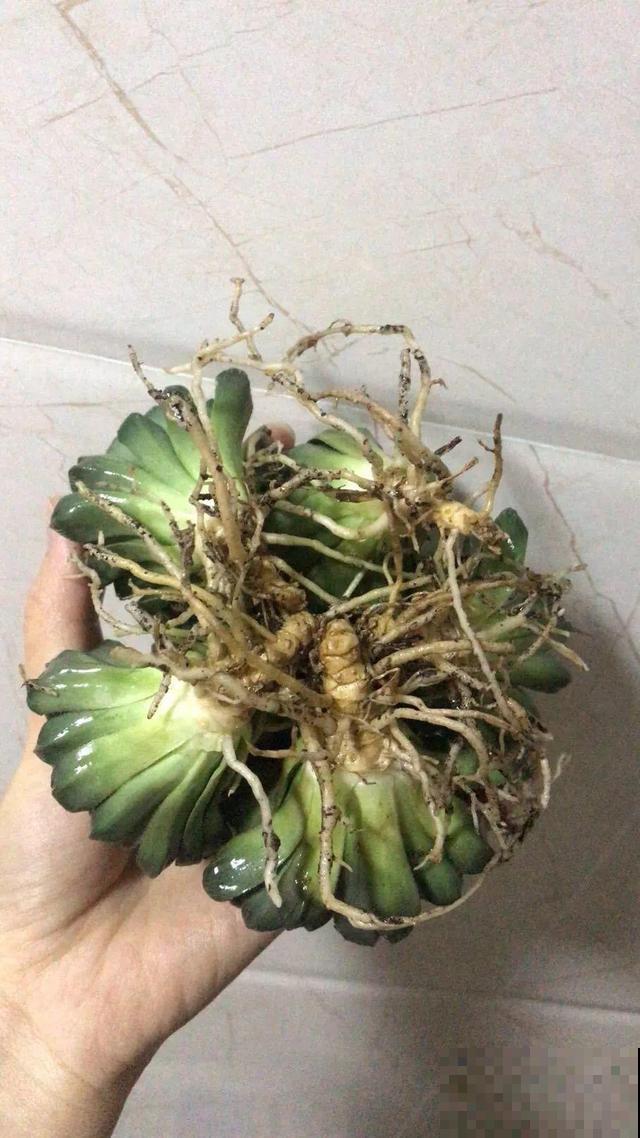 这花太能生，根系长满一轮胎，必须要换盆！