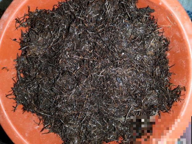 君子兰开完花，结出一串红果果，摘下来埋土里就发芽！