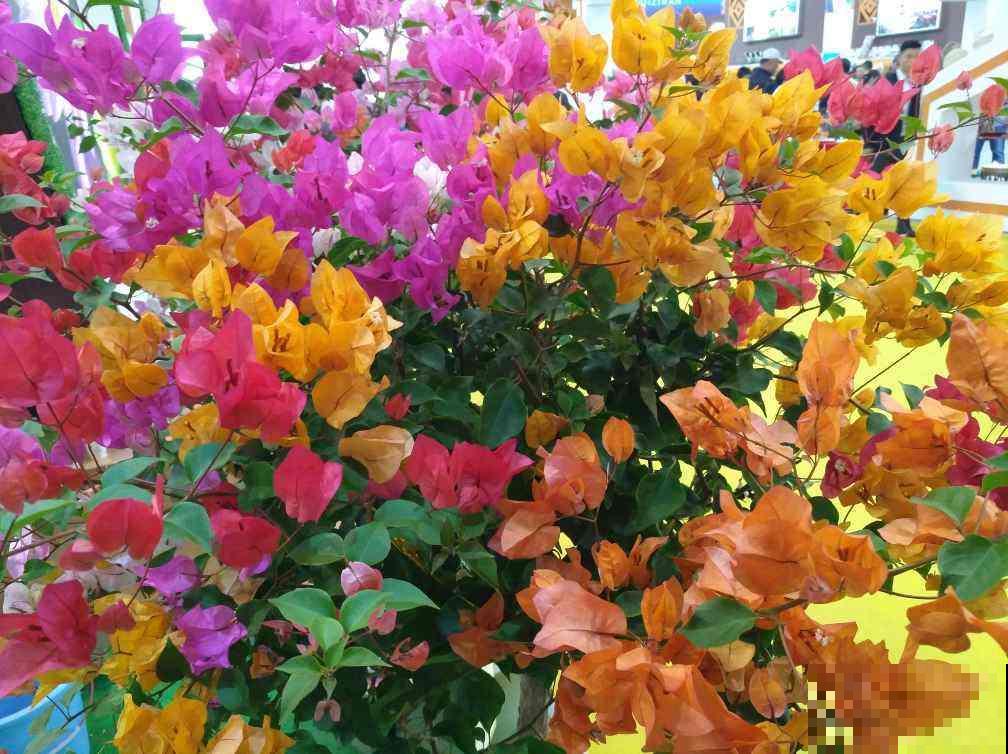 “三种花瀑布”，住楼房也能养，半年花朵开满墙