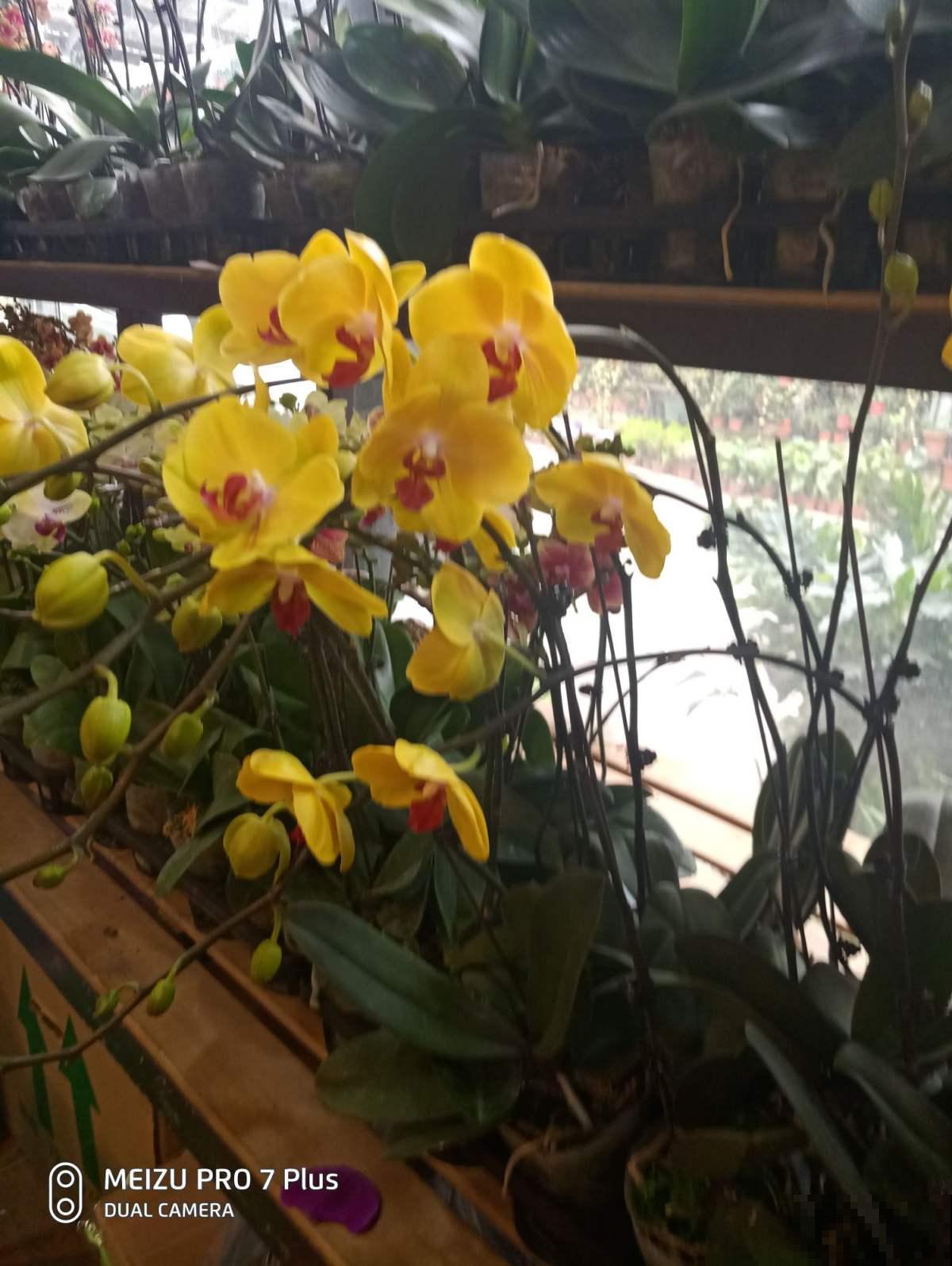 一个季节一种花，一年365天不间断赏花，就养这几种！