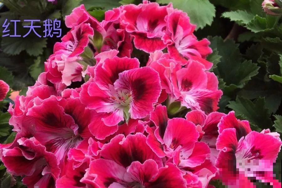 干净明亮的小窗台，适合养这花，谁见都夸漂亮！