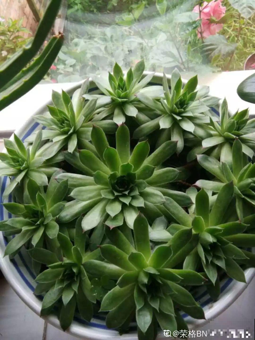最适合懒人养的花，不浇水照样长，切一刀，2个月就能冒小球！