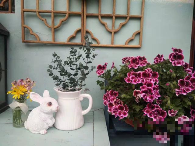 这花就是欠“掐”，把顶芽掐掉，掐得越狠，开花越多