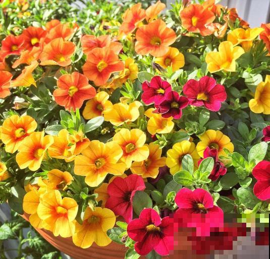 3月该给花施肥了，每月浇点这东西，开花真给力！