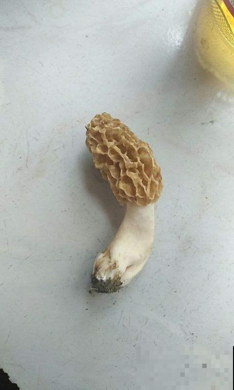 野外看见树下长了一片“羊肚”？近看恍然大悟，原来是它！