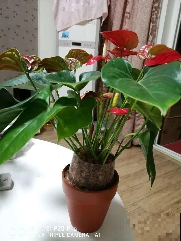 1棵长寿花，冒出124个花箭，开花开成大锅盖，咋养的？