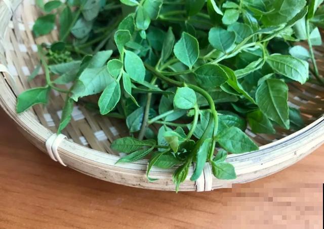 春天野菜赛黄金，教你2种做法，好吃又养生！
