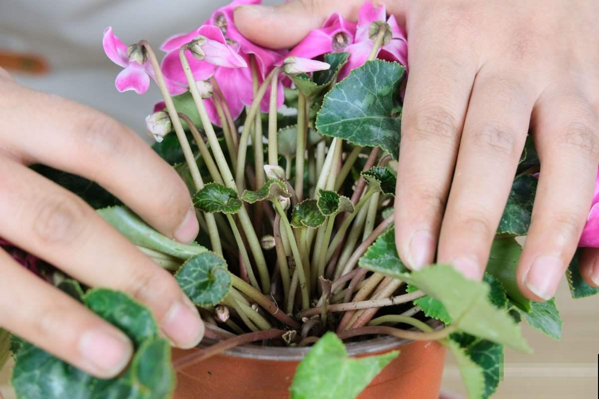 年宵花开过一波别扔，扔了就是扔钱，这么养明年还能开