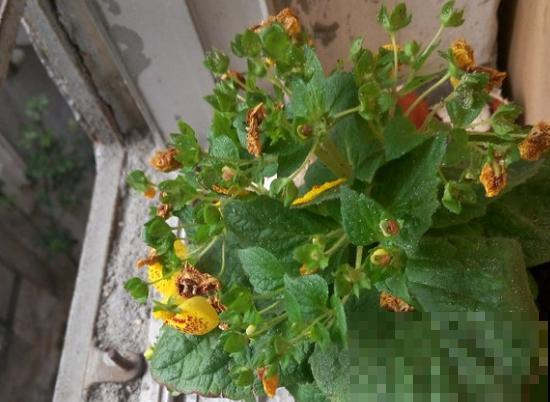 养盆元宝花，新年荷包鼓鼓，钵满盆满！