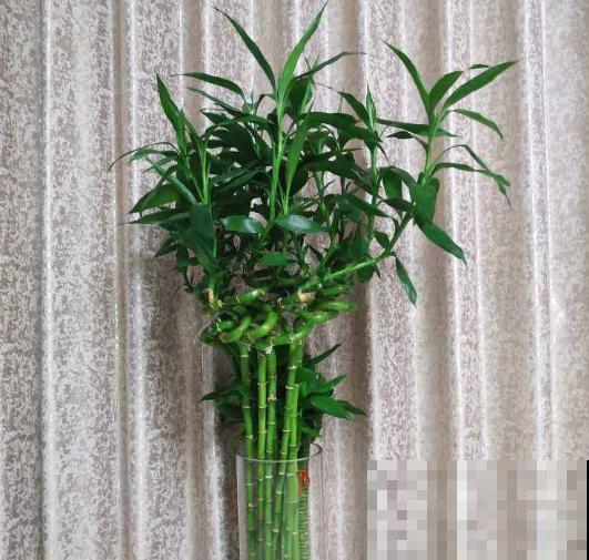 名字最吉祥的8种花，摆在家里，天天都有好心情！