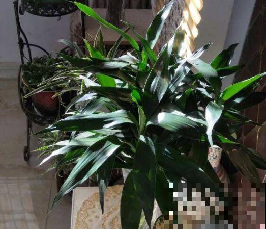 家里有这3种花，每月都要剪一刀，黄叶全消失！