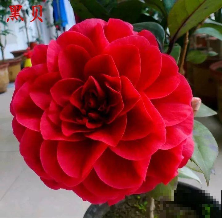 冬天必养的花，竟然有30个品种，最稀罕的是这个颜色！