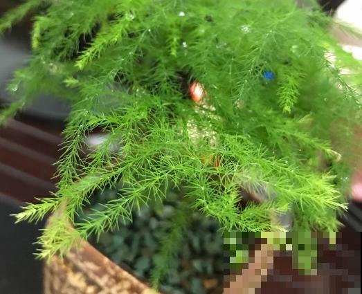 家里有这3种花，每月都要剪一刀，黄叶全消失！