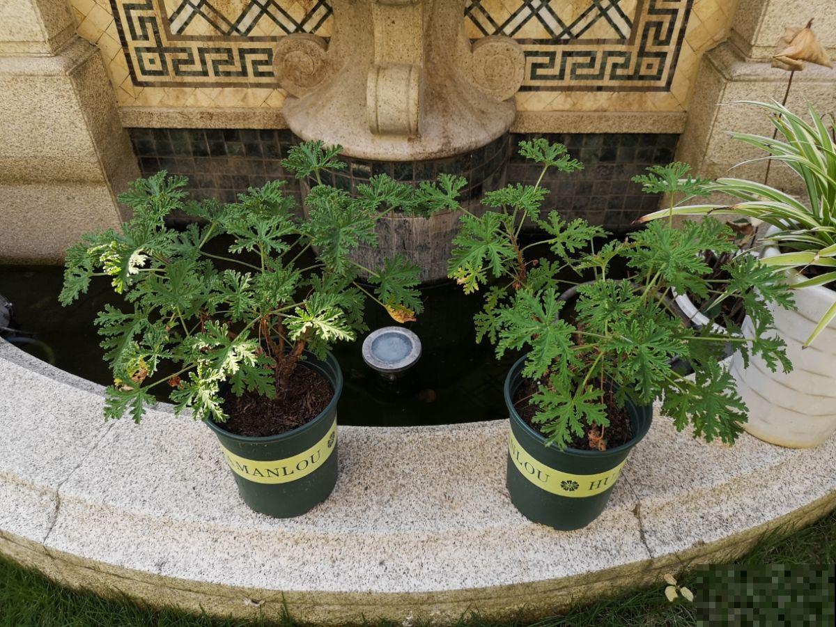 别看这花长得怪，吃虫灭蚊最拿手，屋里小飞虫全被消灭