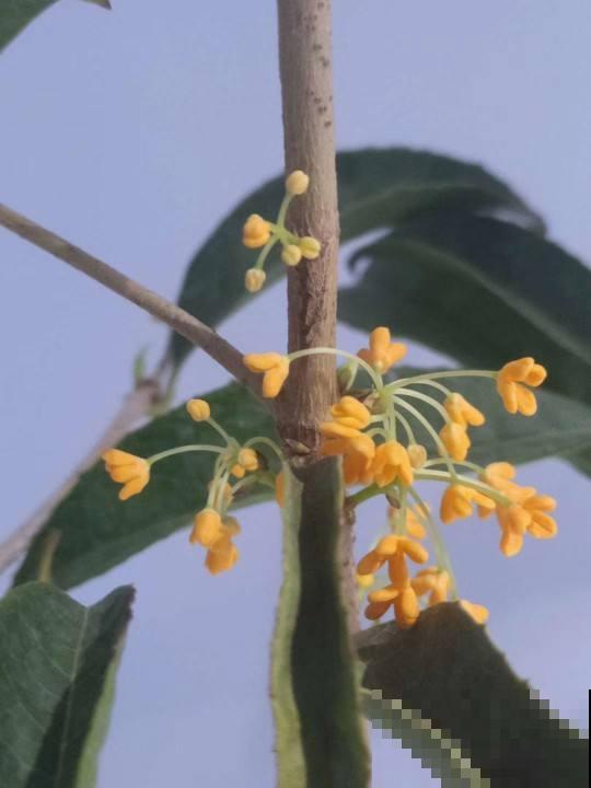 家里养这12种花，每个月开一盆，一整年都有花看