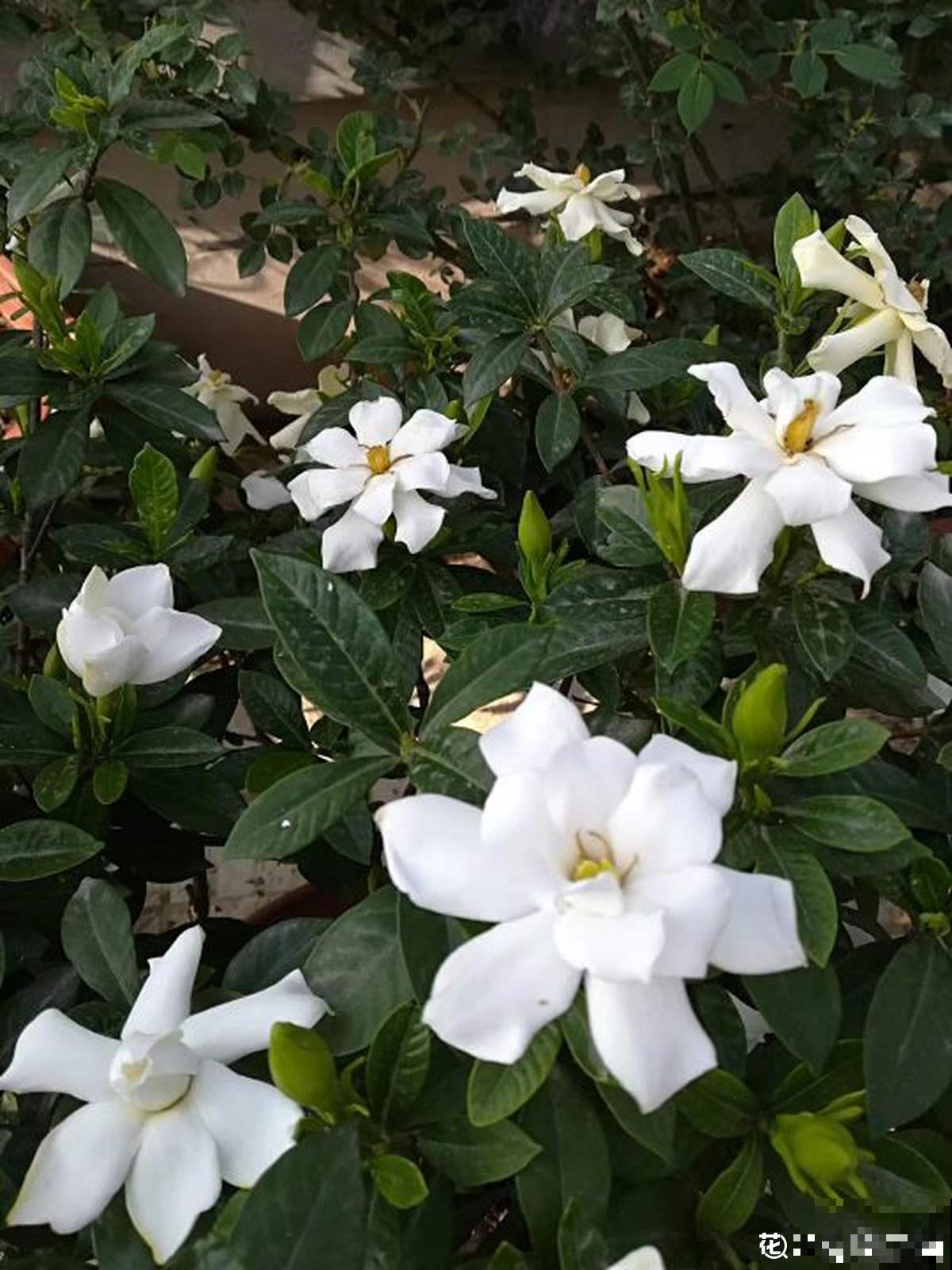 小黑飞真让人头疼，花盆里浇点它，虫子少一半