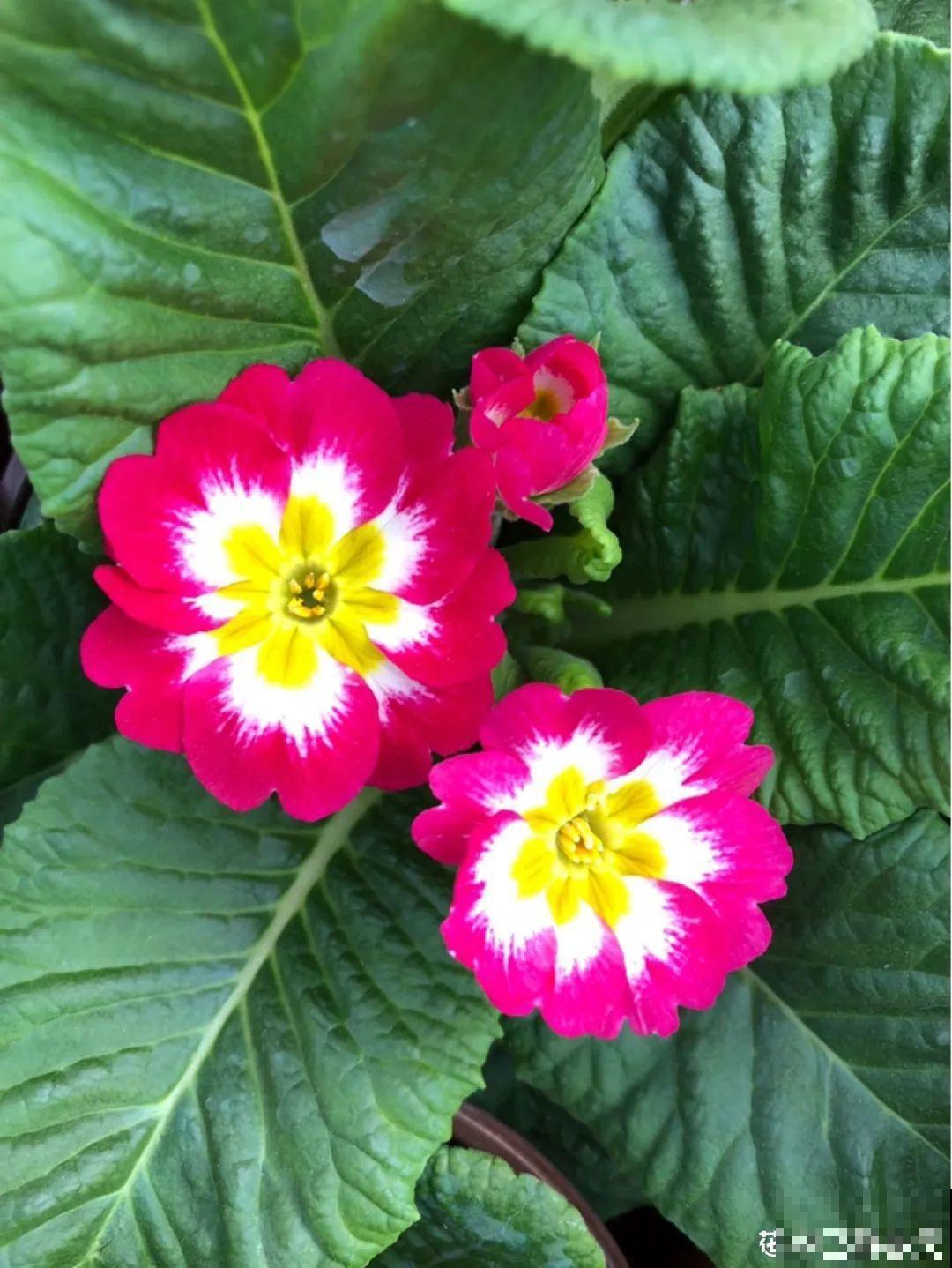 春天养花就选玛格丽塔，花期长、花量大，爆满小阳台！
