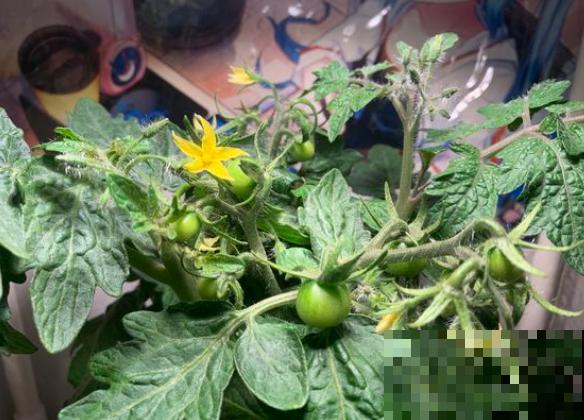 最适合春天种的4种菜，长势喜人，新鲜健康还省钱！