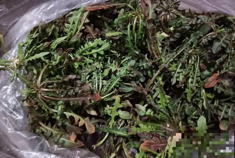 老家门口的野菜，口感太鲜嫩了，一盘上来就抢光！