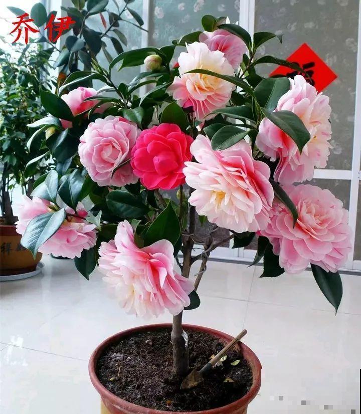 冬天必养的花，竟然有30个品种，最稀罕的是这个颜色！