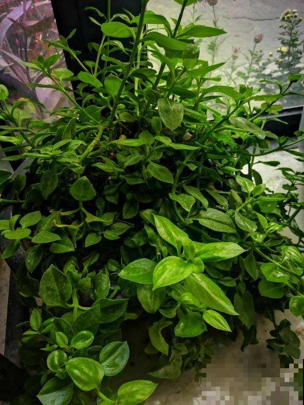爷爷的养的花，揪一把能炒菜，磕俩鸡蛋更香