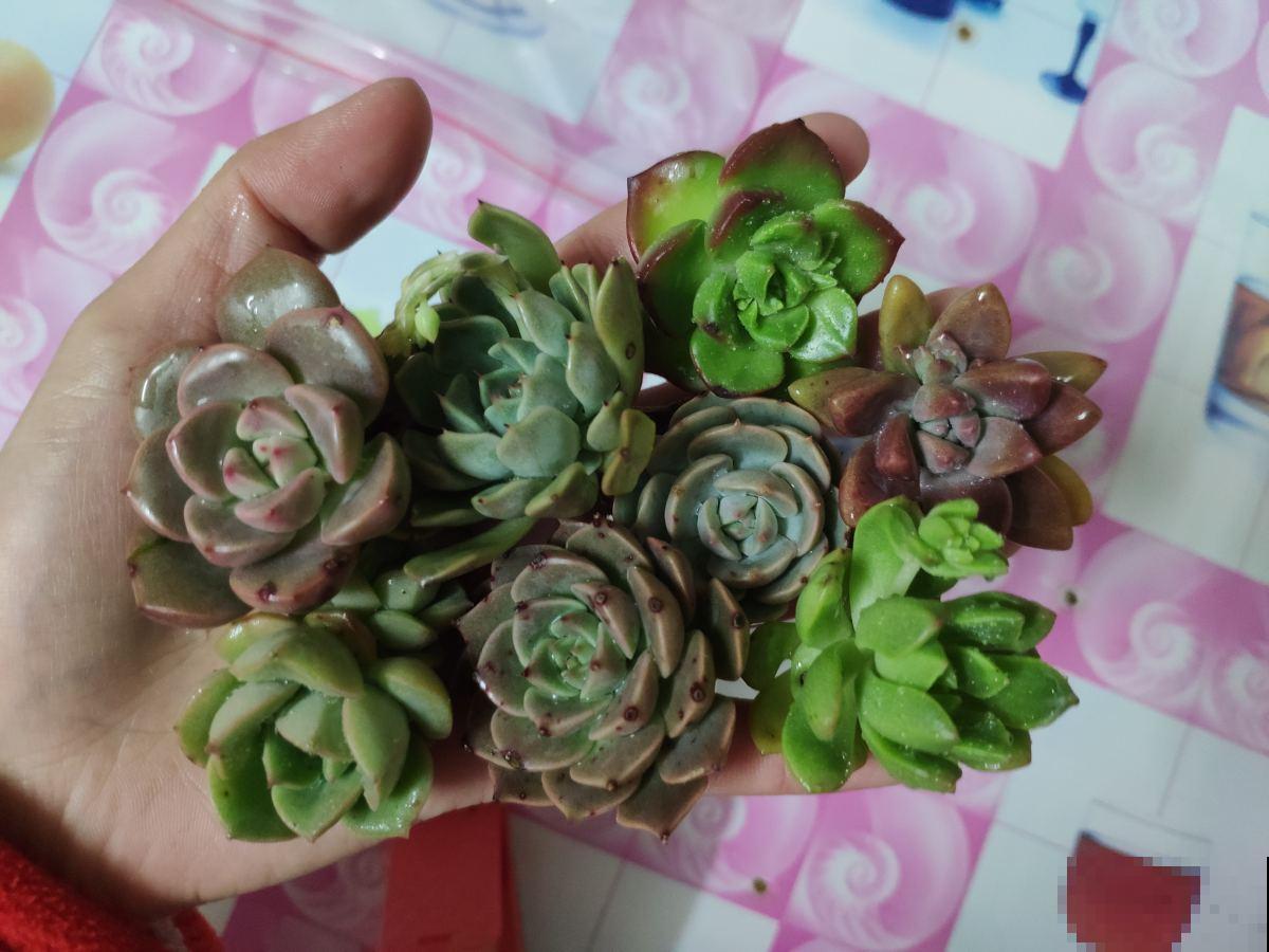 总是养死的花，那就放水里养，呼呼冒出“豆芽根”