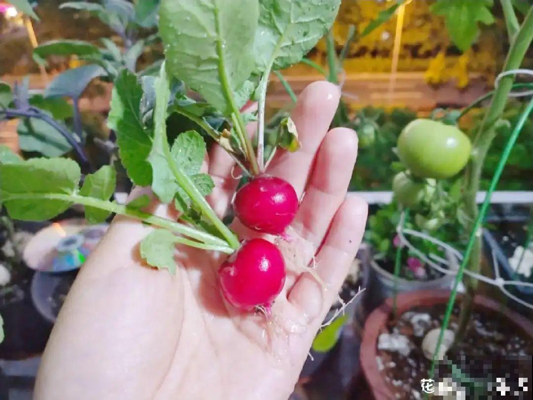10种花，3月播种长最快，晚了还要等半年！