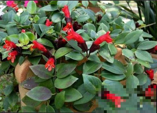 还在养普通吊兰？太落伍了，这种专门长口红的品种认识吗？