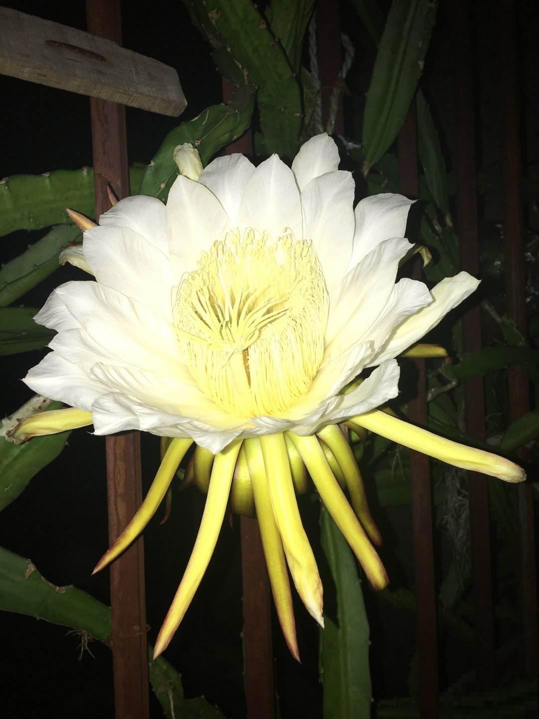 这花晚上才会开，谁见了都感叹：太漂亮了！
