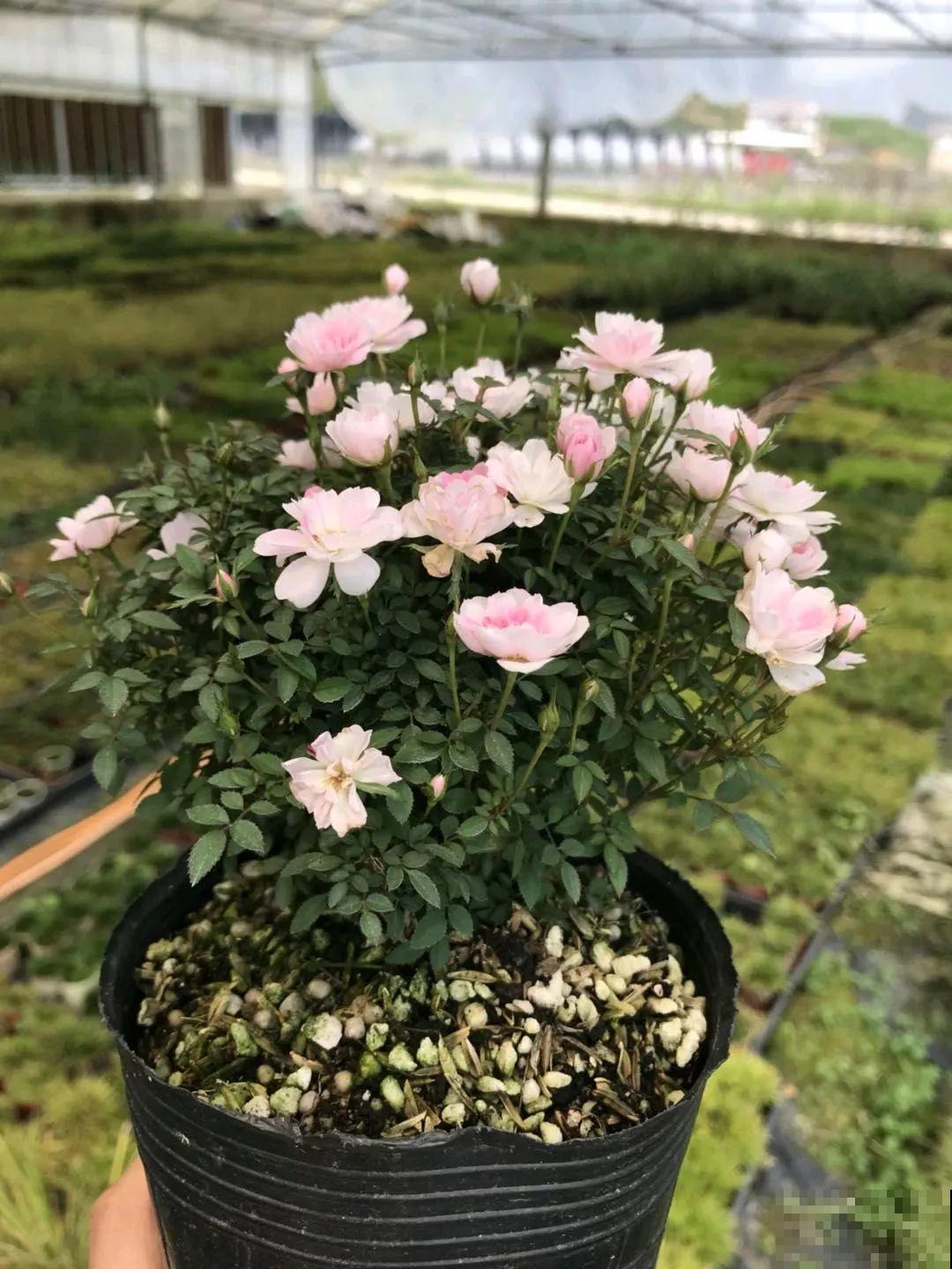 家里养这花，盆越小花越多，大冬天也能呼呼开！