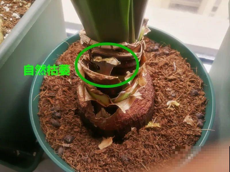 长寿花喷点它，很快复花，一茬接一茬的开！