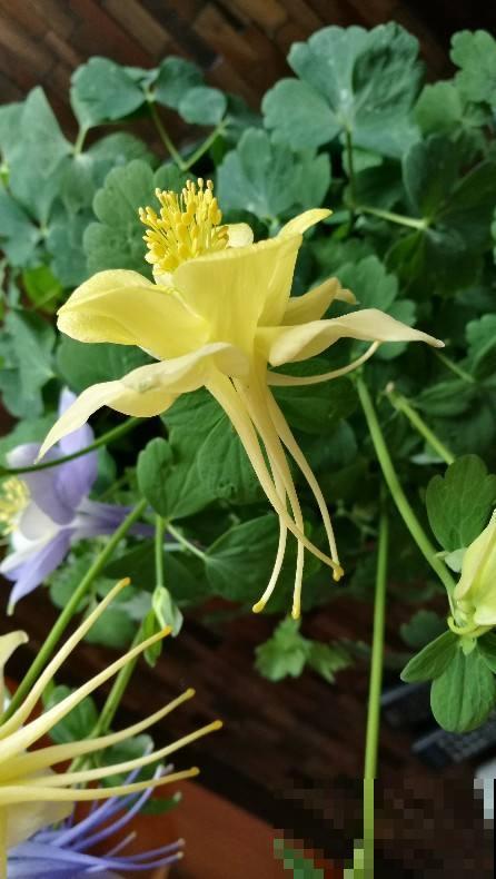 这花名字忒难听，开花却美炸，邻居全都抢着养