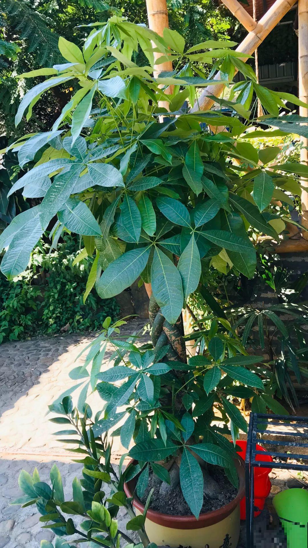3棵茶花绑一绑，1年变成大老桩，懒人也能养成！