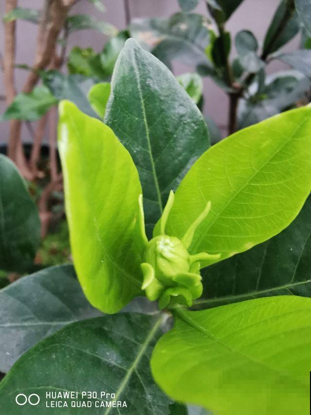 这花“只长叶子不开花”，在土里浇点酸水，叶子很快就能绿油油