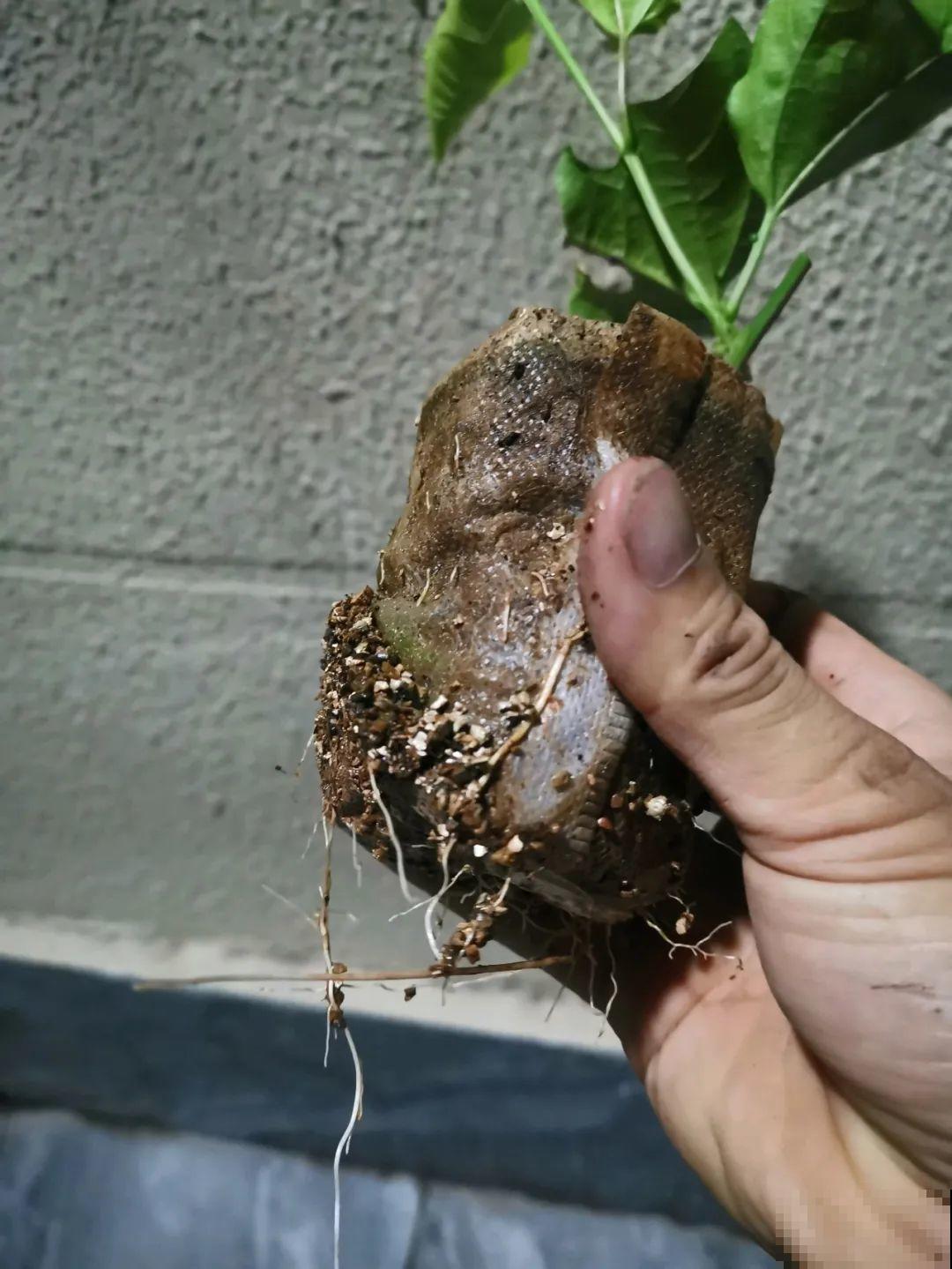 大粗杆插土里，7天生根，当年结果压弯枝，不用买水果了！