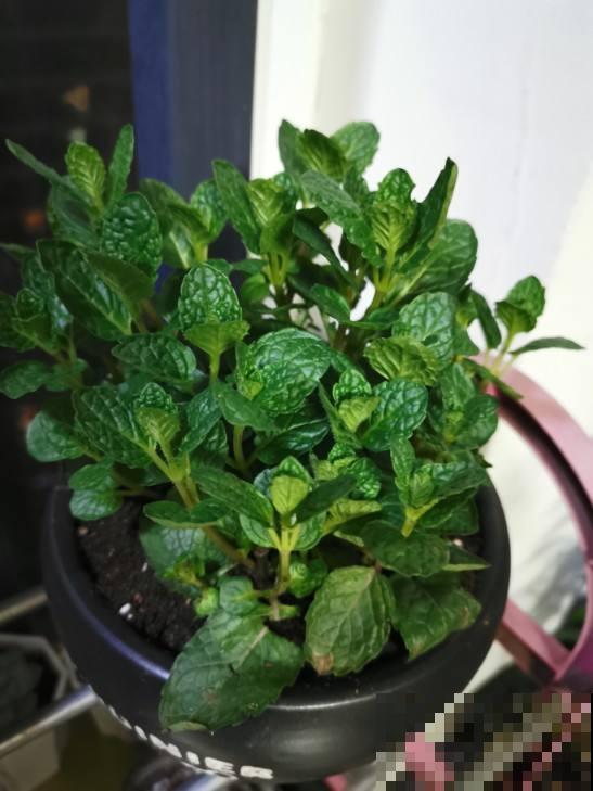 爷爷的养的花，揪一把能炒菜，磕俩鸡蛋更香