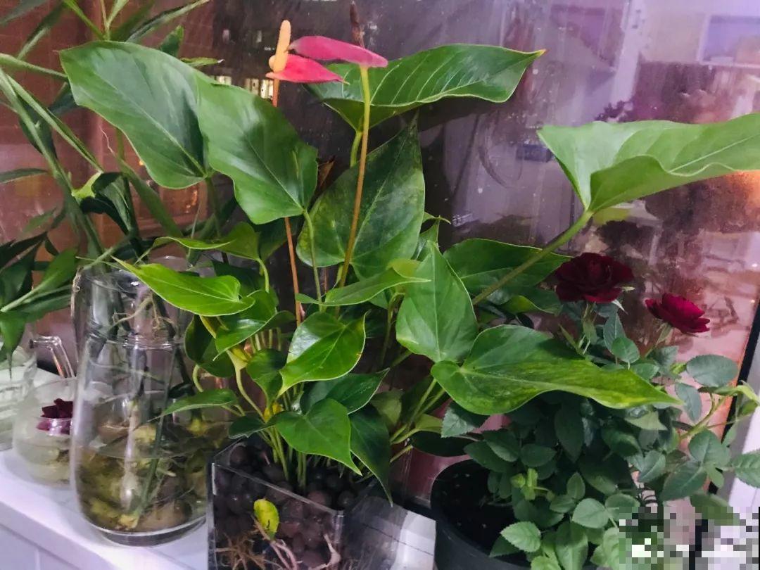 这花就用小盆养，盆越小越开花，比大盆更值钱！