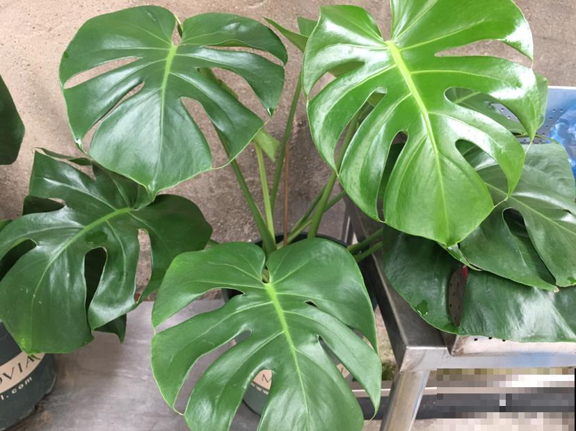 这花是个“老酒鬼”，给花喝一点，叶绿得直直滴油