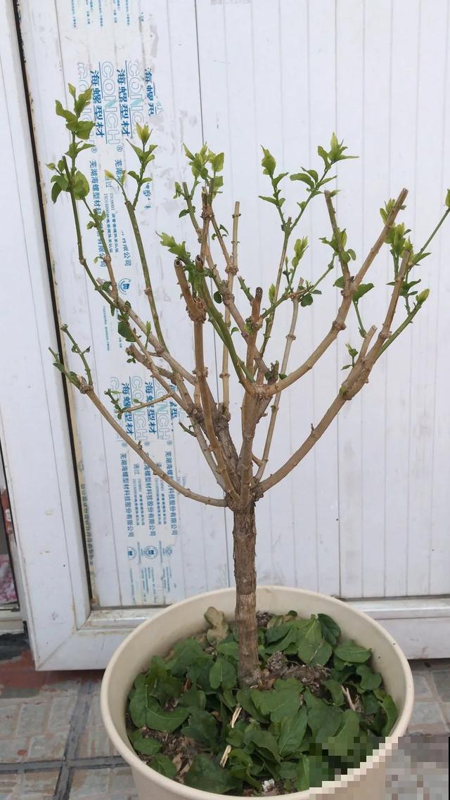 养花就得勤“掐”，别心疼，掐完才能呼呼冒芽